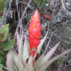 Tillandsia turneri