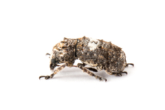 Toxonotus cornutus