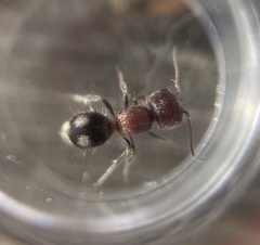 Pseudomethoca athamas