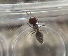 Pseudomethoca athamas