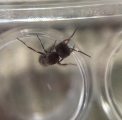 Pseudomethoca athamas