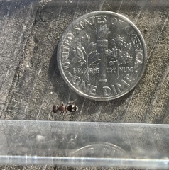 Pseudomethoca athamas