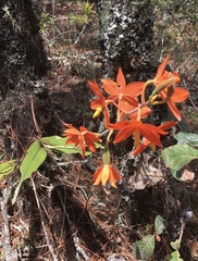 Prosthechea vitellina