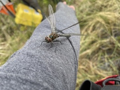 Cordulia shurtleffii