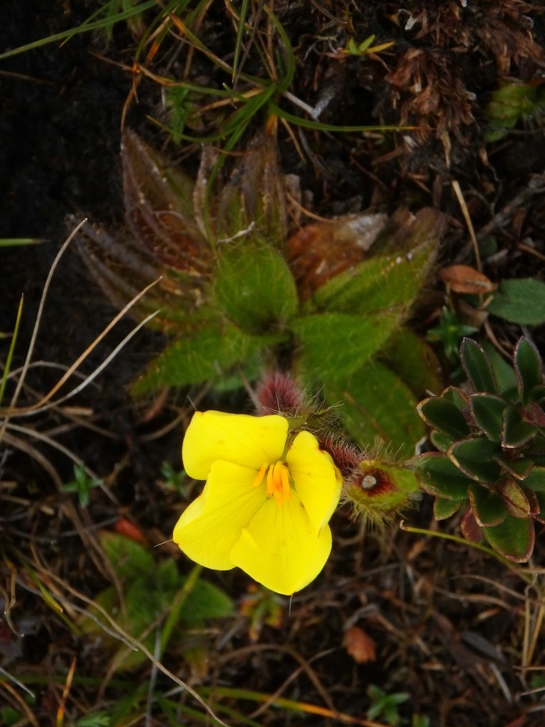 Castratella