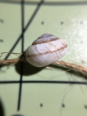 Praticolella taeniata