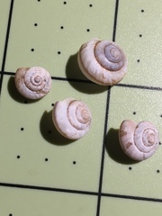 Praticolella taeniata