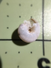 Praticolella taeniata