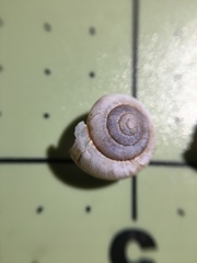 Praticolella taeniata