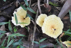 Cotylidia aurantiaca