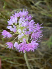 Allium columbianum
