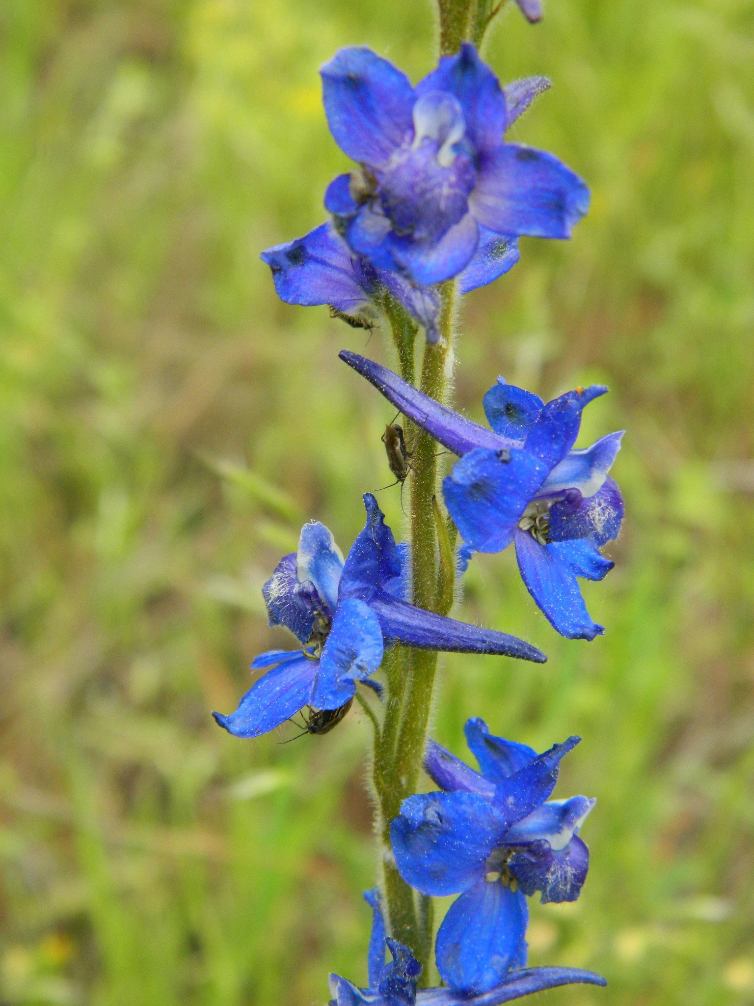 Delphinium depauperatum