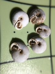 Daedalochila mooreana