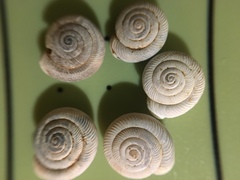 Daedalochila mooreana