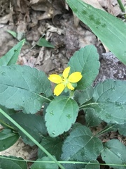 Chrysogonum