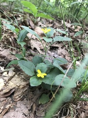 Chrysogonum