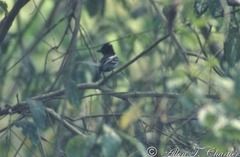 Thamnophilus melanonotus