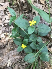Chrysogonum