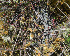 Muehlenbeckia ephedroides