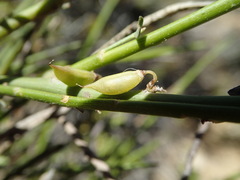 Carmichaelia australis