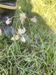 Eriophorum latifolium