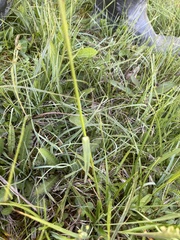 Eriophorum latifolium