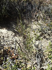 Carmichaelia australis