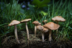 Marasmius oreades