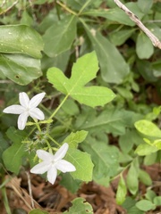 Cnidoscolus stimulosus