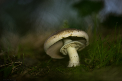 Agaricus xanthodermus