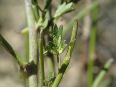 Carmichaelia australis