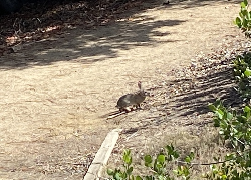 iNaturalist observation photo of Desert Cottontail