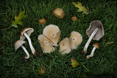 Candolleomyces candolleanus