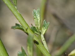 Carmichaelia australis