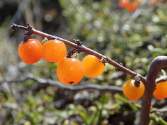Coprosma cheesemanii