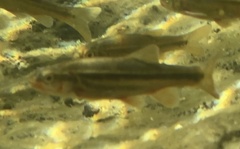 Hesperoleucus symmetricus