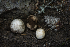 Handkea fumosa