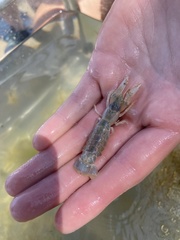 Upogebia affinis