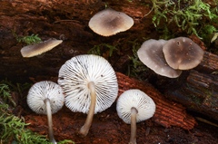 Hydropus marginellus