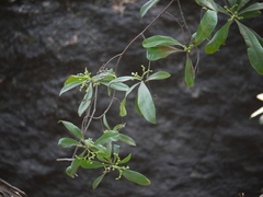 Ancistrocladus heyneanus