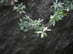 Ancistrocladus heyneanus