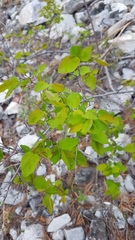 Spiraea flexuosa