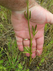Delphinium depauperatum