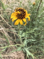 Helianthus ciliaris