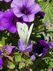 Pieris rapae