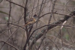 Thamnophilus bernardi