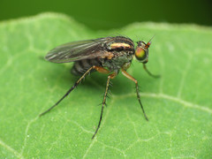 Dolichopus bifractus