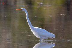 Ardea alba