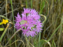 Allium columbianum
