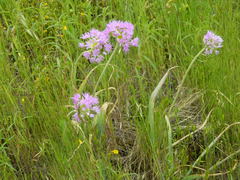 Allium columbianum